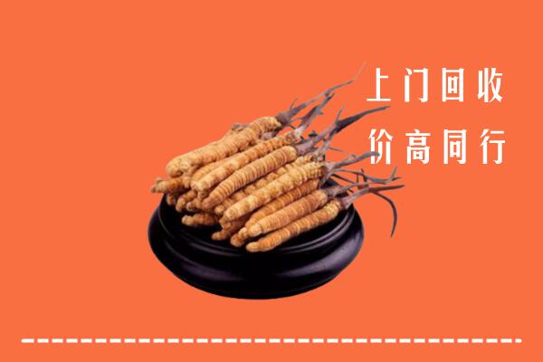 凉山美姑回收散虫草
