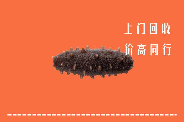 凉山美姑回收海参