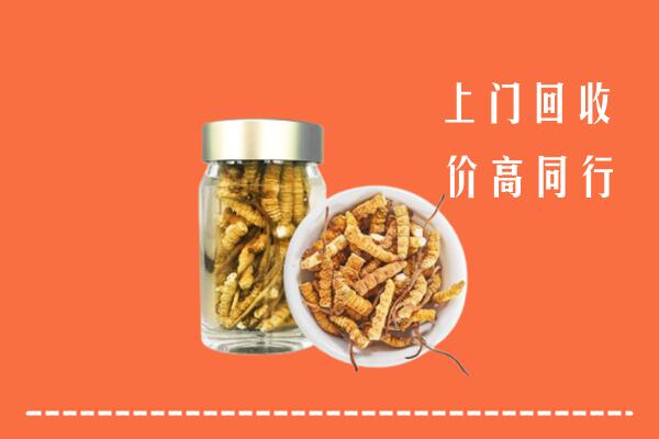 凉山美姑回收冬虫夏草
